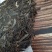 云南古树普洱茶