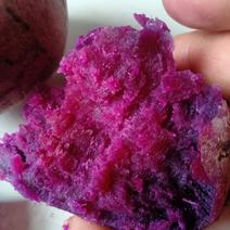 基地直供精品紫罗兰欢迎选购，新品种紫薯上市可以烤的紫薯