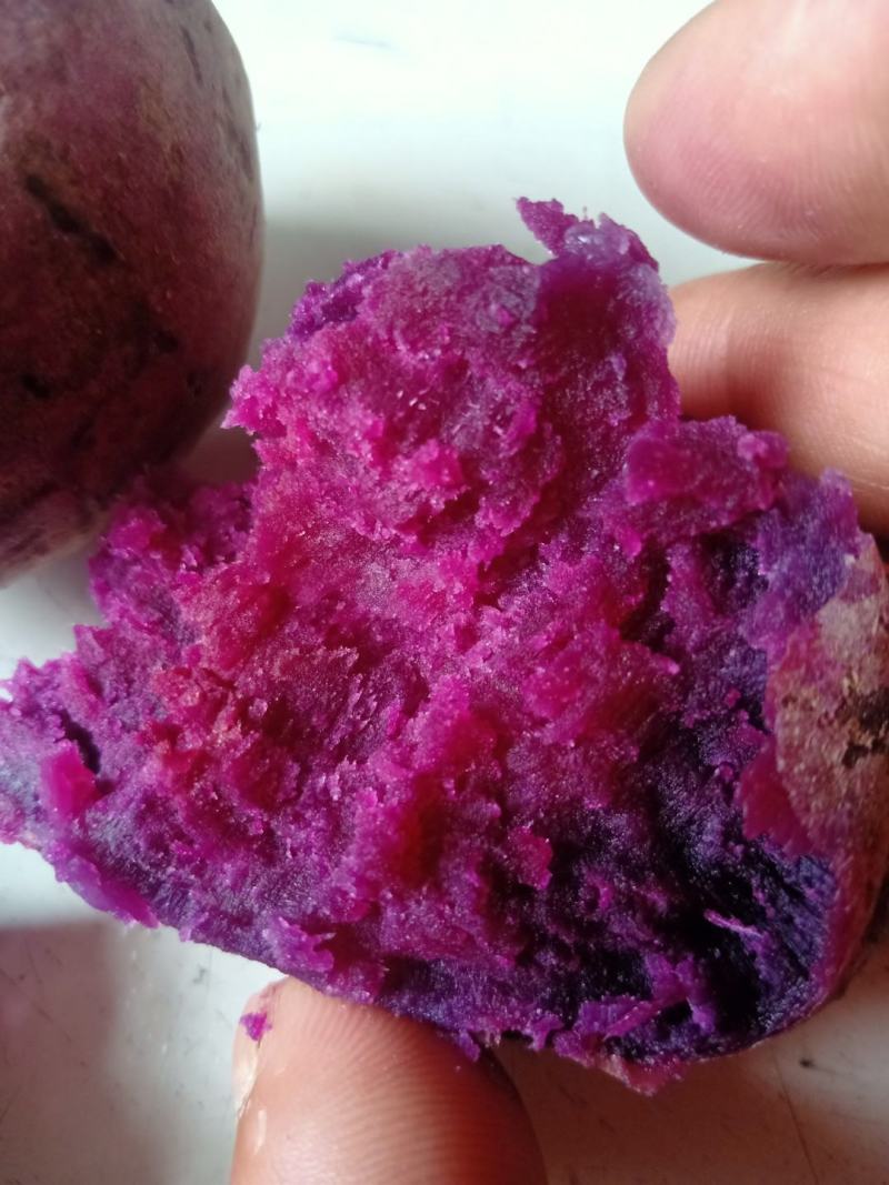 基地直供精品紫罗兰欢迎选购，新品种紫薯上市可以烤的紫薯