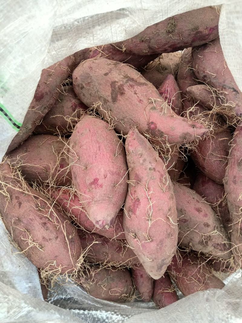 基地直供精品紫罗兰欢迎选购，新品种紫薯上市可以烤的紫薯