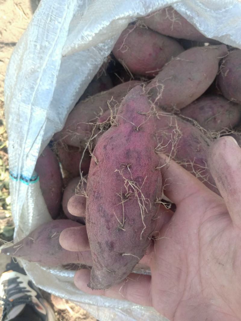 基地直供精品紫罗兰欢迎选购，新品种紫薯上市可以烤的紫薯