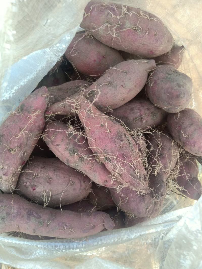 基地直供精品紫罗兰欢迎选购，新品种紫薯上市可以烤的紫薯