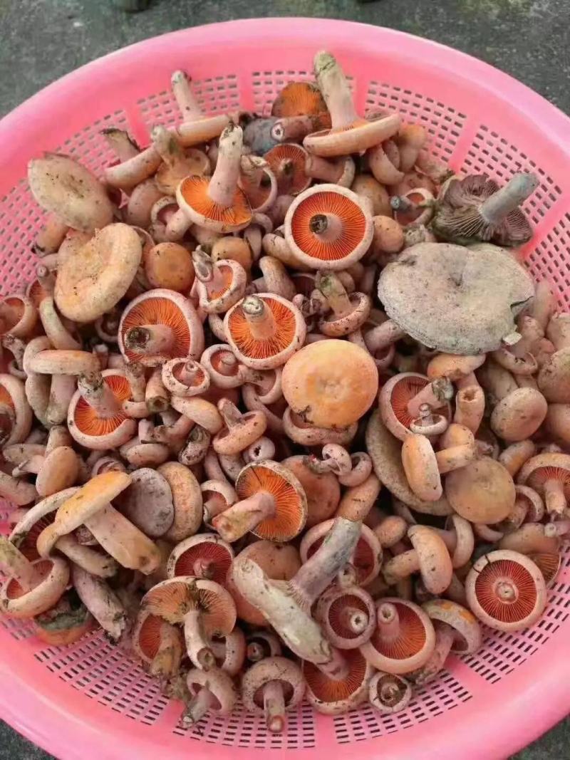 松树菌