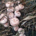 松树菌