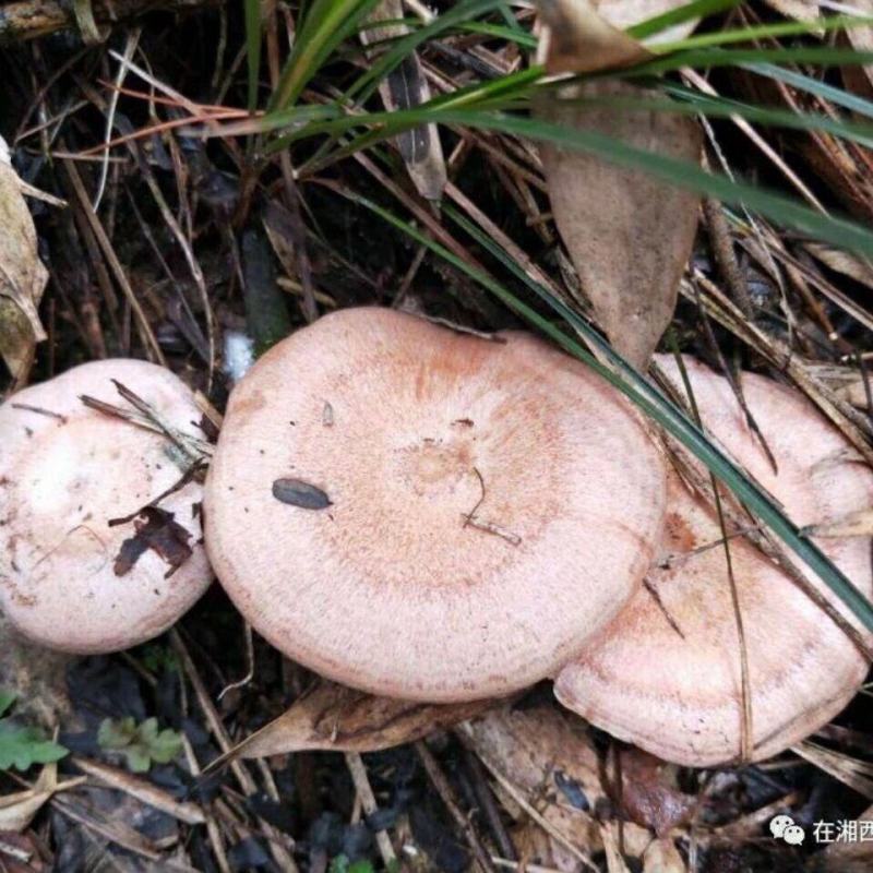 松树菌