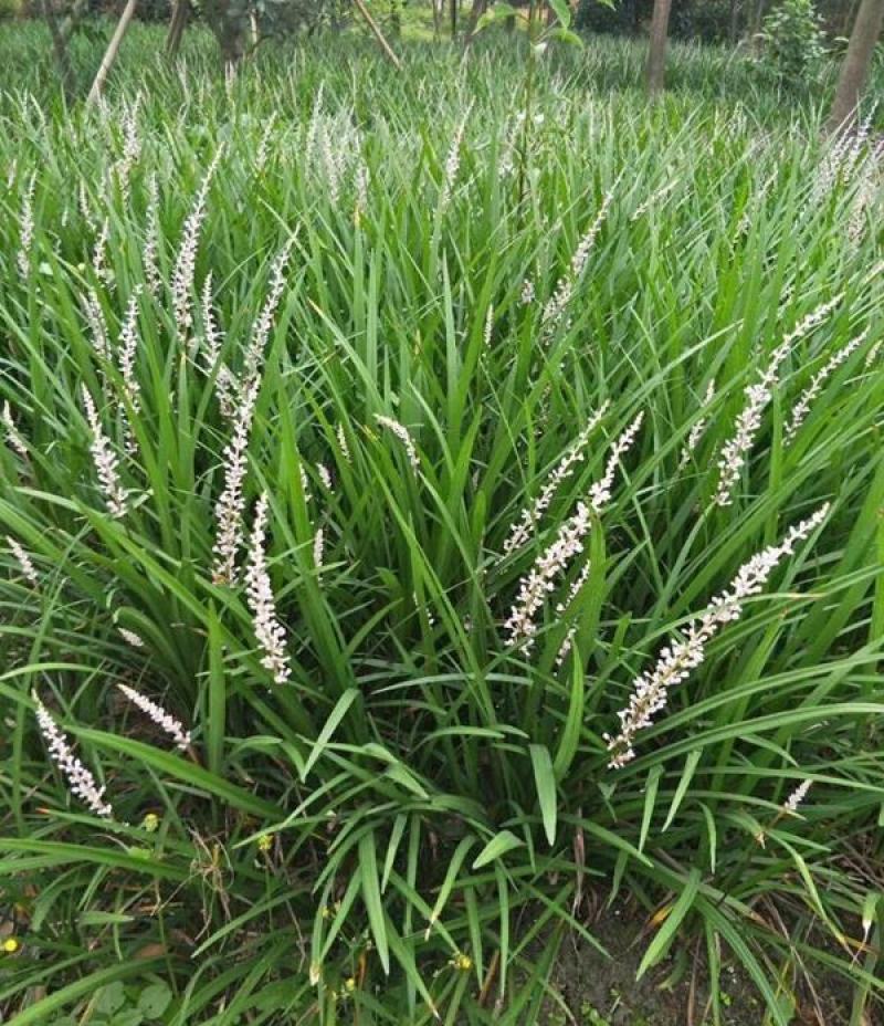 吉祥草四季常青草土养水培盆栽吉祥如意耐寒易活好养