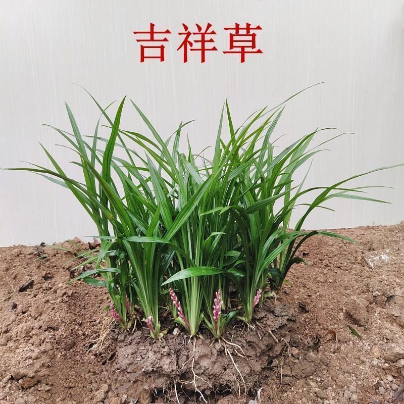吉祥草四季常青草土养水培盆栽吉祥如意耐寒易活好养