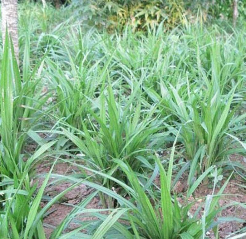 吉祥草四季常青草土养水培盆栽吉祥如意耐寒易活好养