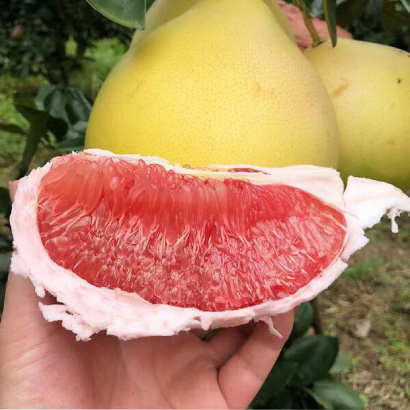 广西，三红蜜柚大量上市中，红度好，水份充足，口感甜