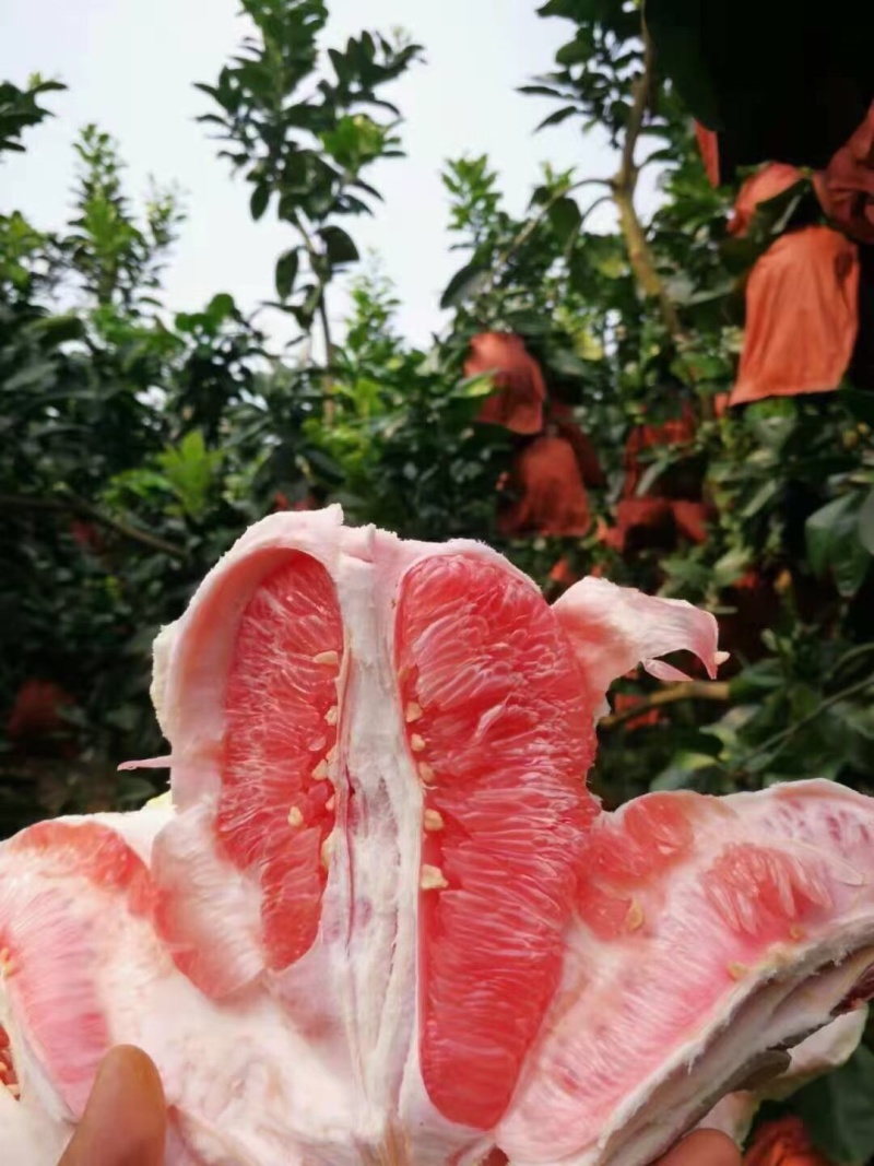 广西，三红蜜柚大量上市中，红度好，水份充足，口感甜