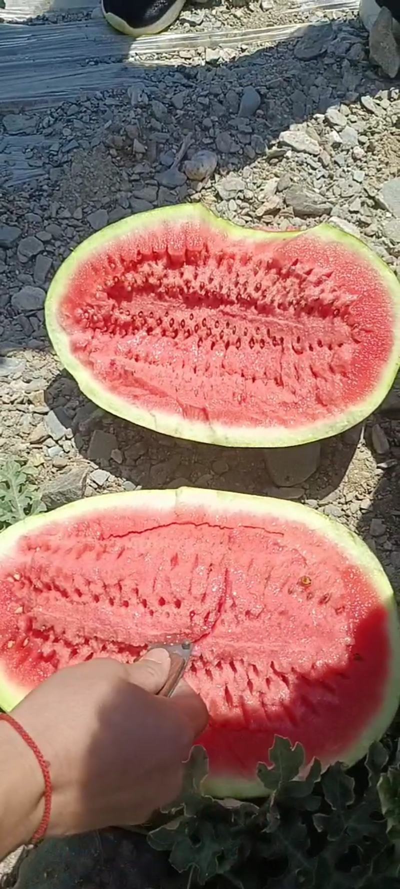 【推荐老店】宁夏石头瓜诚信报价产地直发质量保证