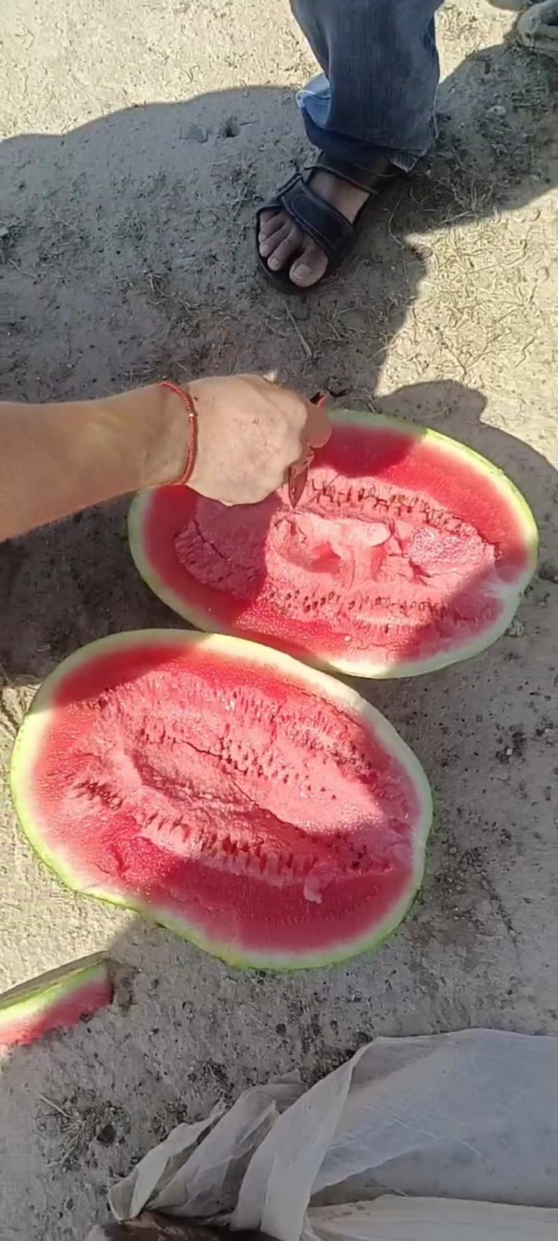 【推荐老店】宁夏石头瓜诚信报价产地直发质量保证