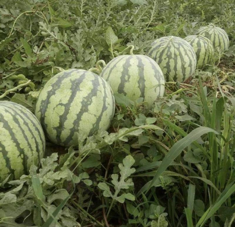 河南周口西瓜，无籽美都，大量上市，诚信经营代发全国