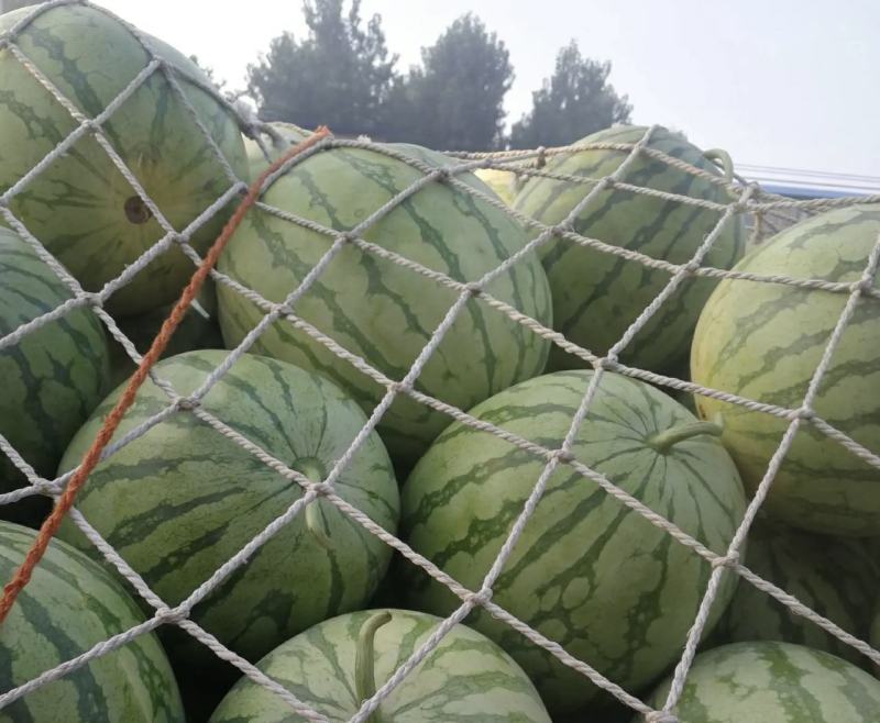河南周口西瓜，无籽美都，大量上市，诚信经营代发全国