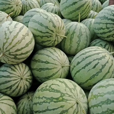 河南周口西瓜，无籽美都，大量上市，诚信经营代发全国