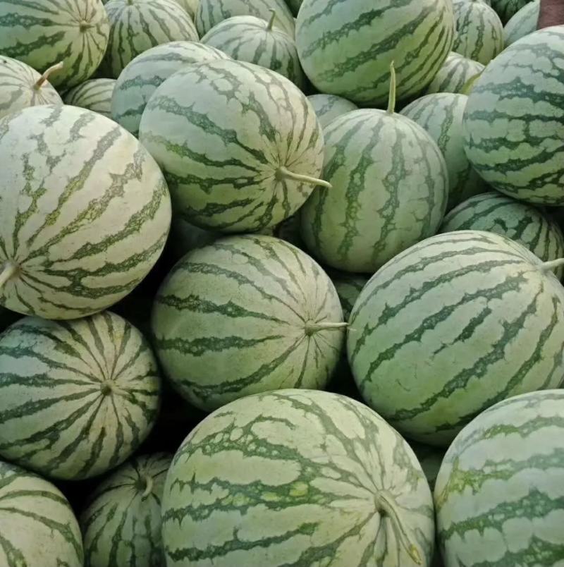 河南周口西瓜，无籽美都，大量上市，诚信经营代发全国