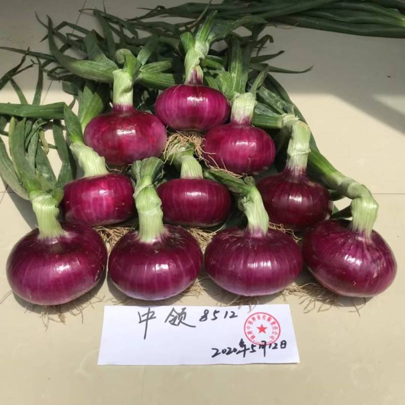 早熟！！中领8512洋葱种子扁平紫红高产甜辣洋葱种子籽