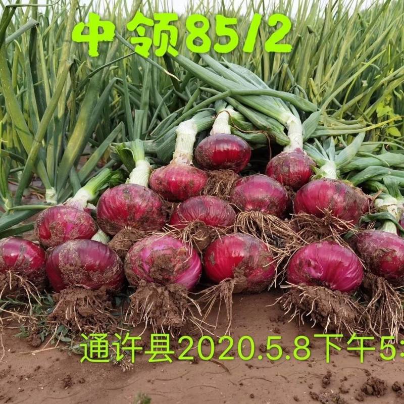 早熟！！中领8512洋葱种子扁平紫红高产甜辣洋葱种子籽