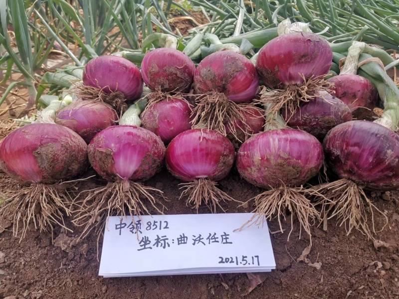 早熟！！中领8512洋葱种子扁平紫红高产甜辣洋葱种子籽
