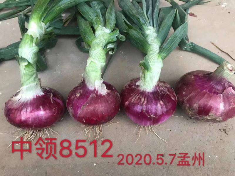 早熟！！中领8512洋葱种子扁平紫红高产甜辣洋葱种子籽
