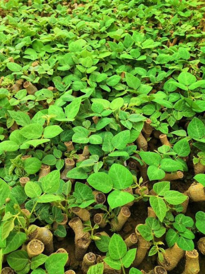 葛藤种子护坡种籽百花银背藤野葛藤边坡绿化藤本植物沙土巩固