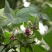 葛藤种子护坡种籽百花银背藤野葛藤边坡绿化藤本植物沙土巩固