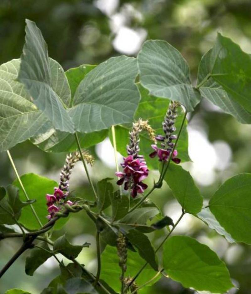 葛藤种子护坡种籽百花银背藤野葛藤边坡绿化藤本植物沙土巩固