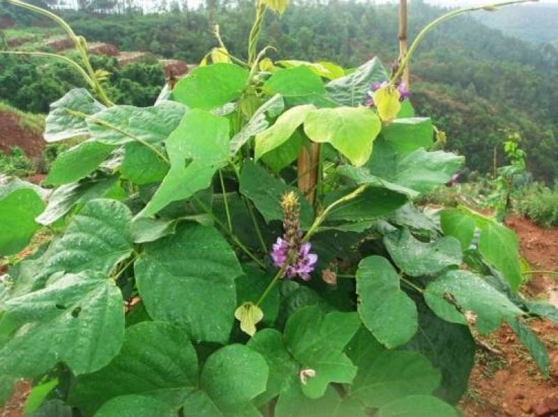 葛藤种子护坡种籽百花银背藤野葛藤边坡绿化藤本植物沙土巩固