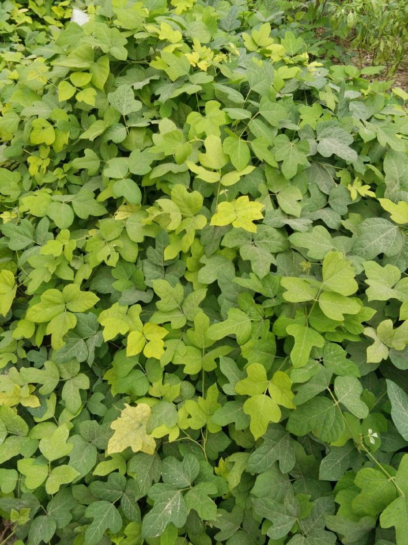 葛藤种子护坡种籽百花银背藤野葛藤边坡绿化藤本植物沙土巩固