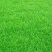 天堂草种子低矮型草坪籽耐践踏型小区公园庭院绿化草坪