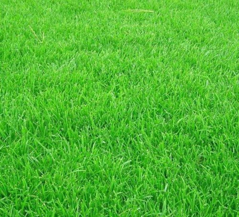天堂草种子低矮型草坪籽耐践踏型小区公园庭院绿化草坪