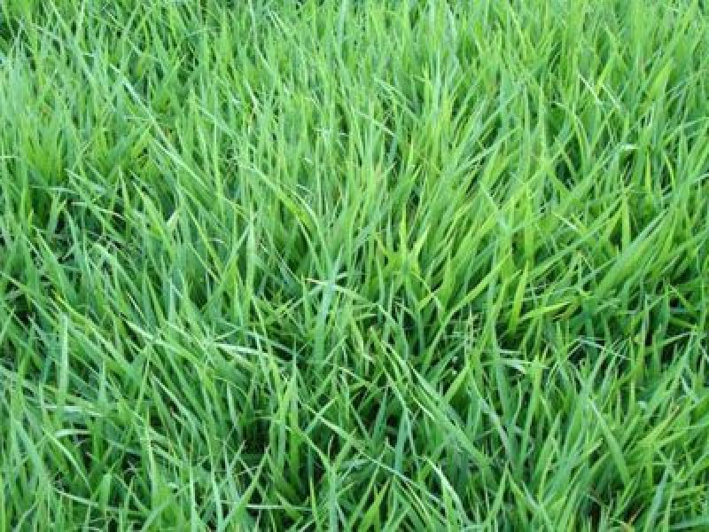天堂草种子低矮型草坪籽耐践踏型小区公园庭院绿化草坪