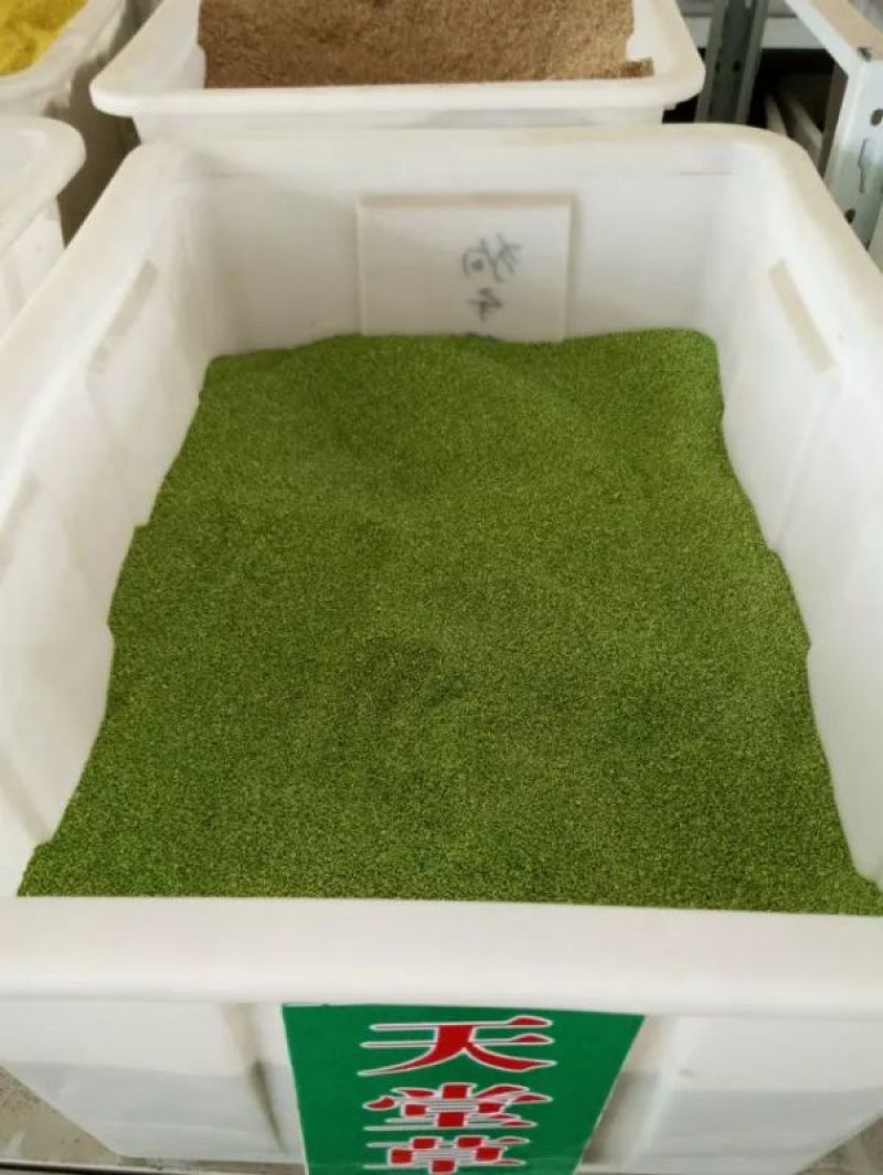 天堂草种子低矮型草坪籽耐践踏型小区公园庭院绿化草坪