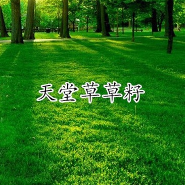 天堂草种子低矮型草坪籽耐践踏型小区公园庭院绿化草坪