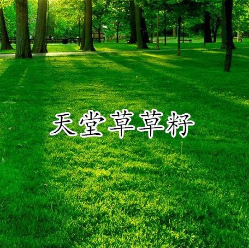 天堂草种子低矮型草坪籽耐践踏型小区公园庭院绿化草坪