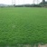 天堂草种子低矮型草坪籽耐践踏型小区公园庭院绿化草坪