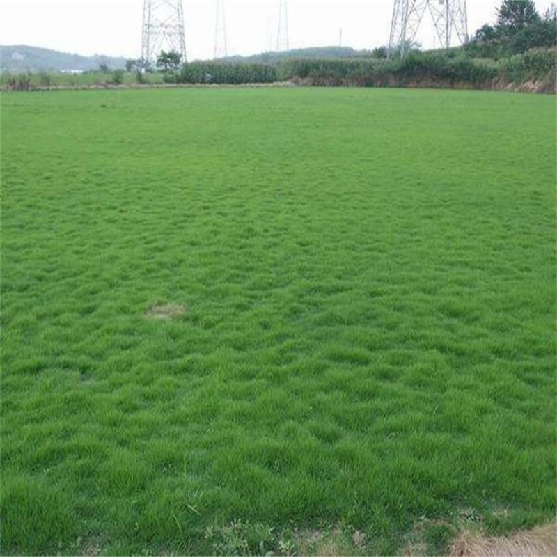 天堂草种子低矮型草坪籽耐践踏型小区公园庭院绿化草坪