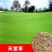 天堂草种子低矮型草坪籽耐践踏型小区公园庭院绿化草坪