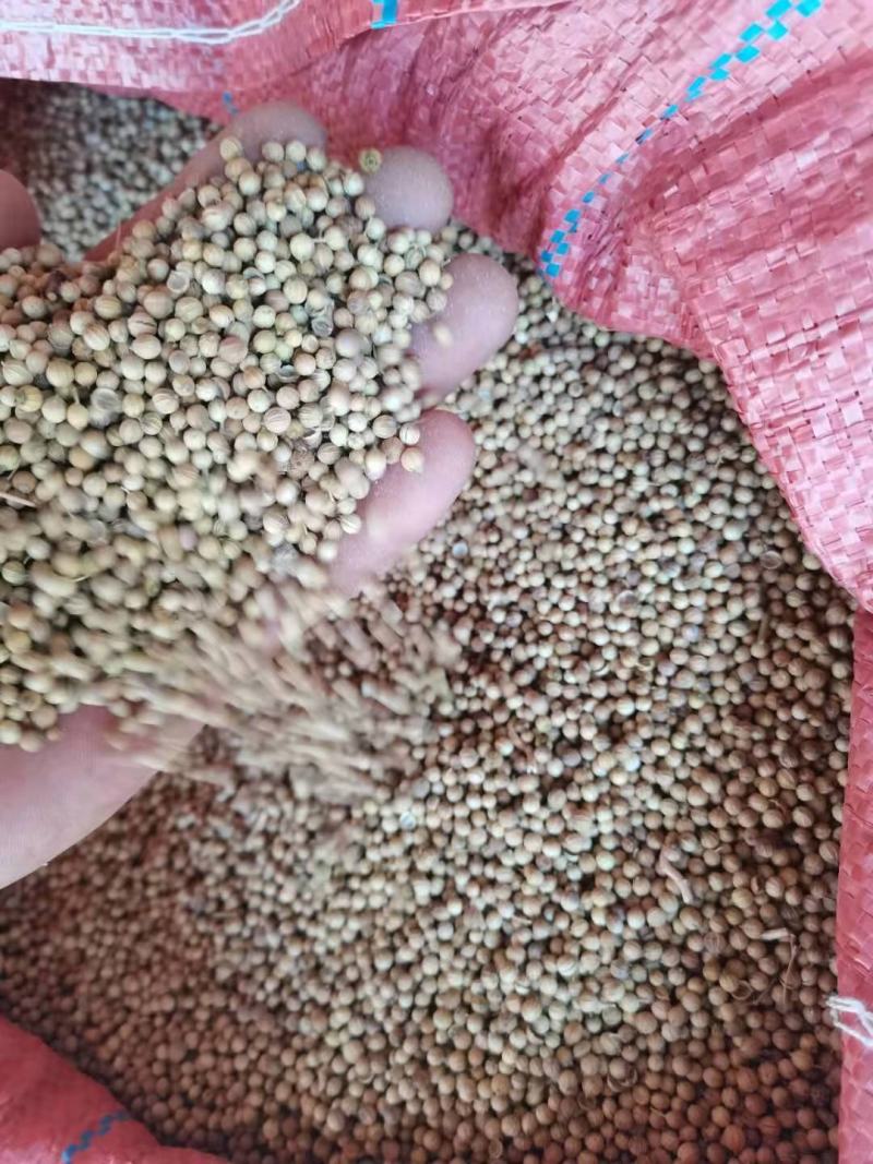 芫荽籽，香菜籽新货，调味，药用，种子，一件也是批发价