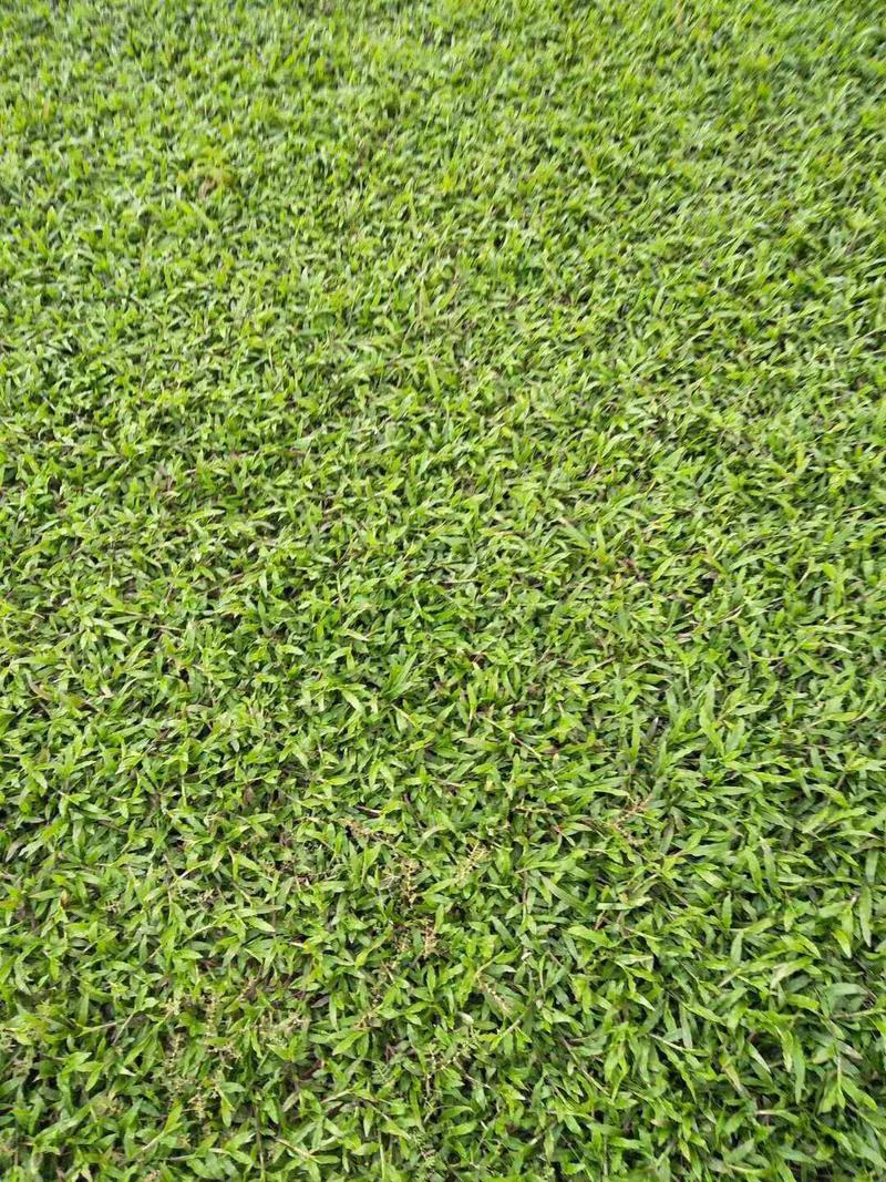 高尔夫地毯草种子四季长青免修剪耐践踏高档草籽矮生草种