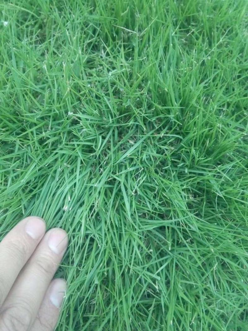 高尔夫地毯草种子四季长青免修剪耐践踏高档草籽矮生草种