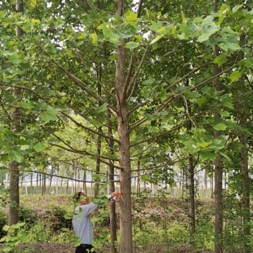 法桐精品法桐原生冠法桐基地苗圃直销无差价