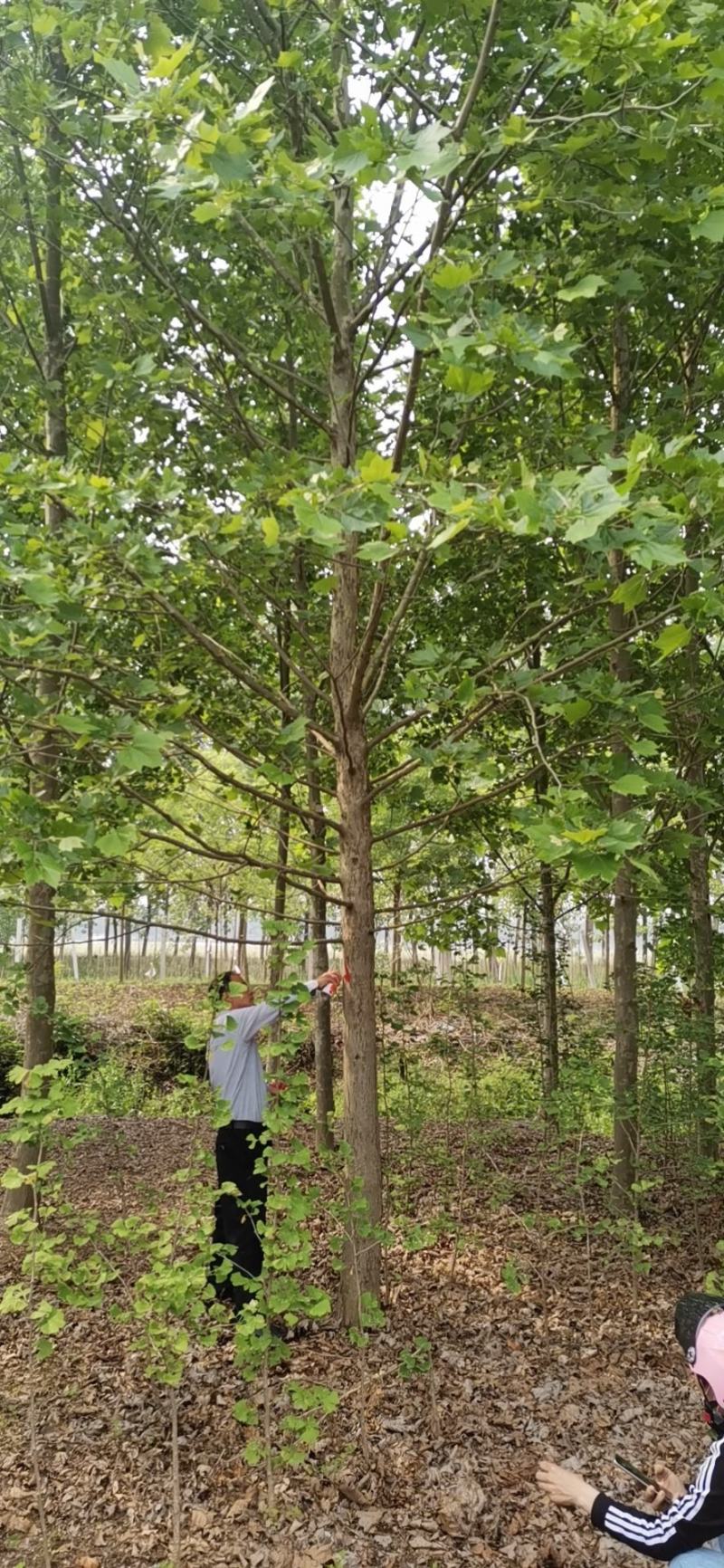 法桐精品法桐原生冠法桐基地苗圃直销无差价