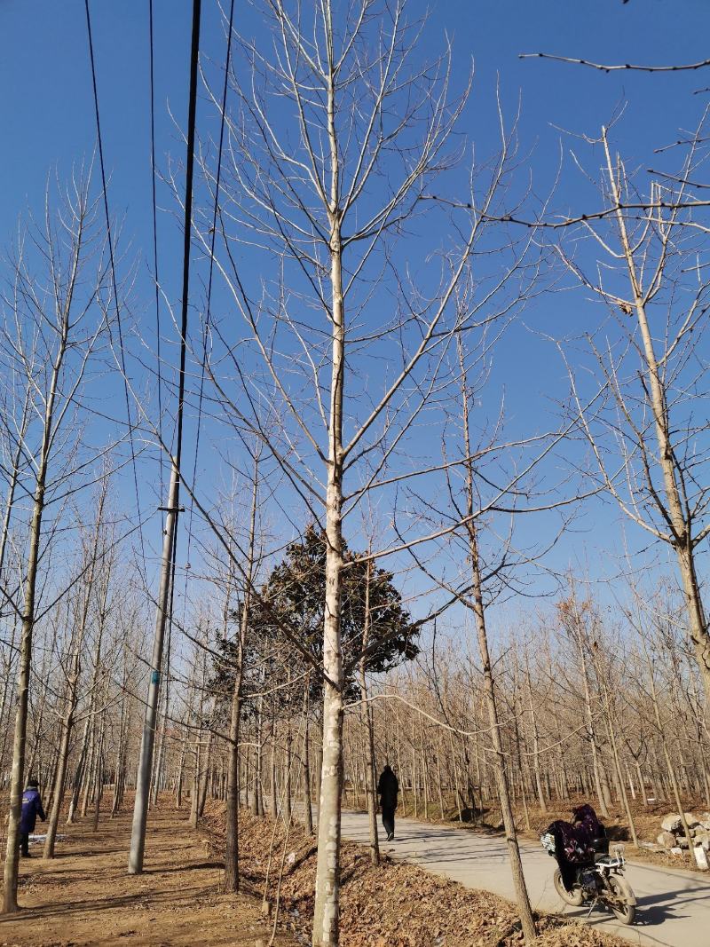 法桐精品法桐原生冠法桐基地苗圃直销无差价