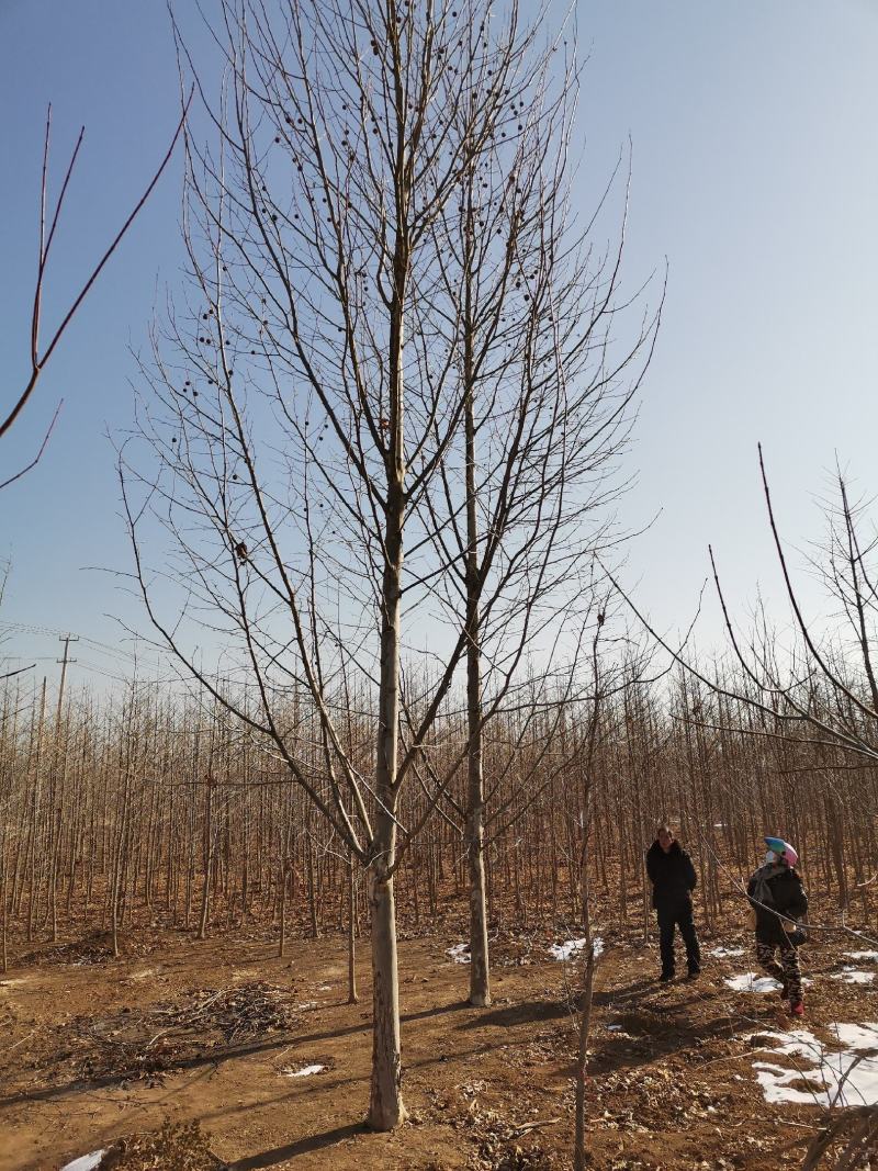法桐精品法桐原生冠法桐基地苗圃直销无差价