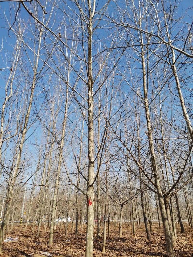 法桐精品法桐原生冠法桐基地苗圃直销无差价