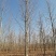法桐精品法桐原生冠法桐基地苗圃直销无差价