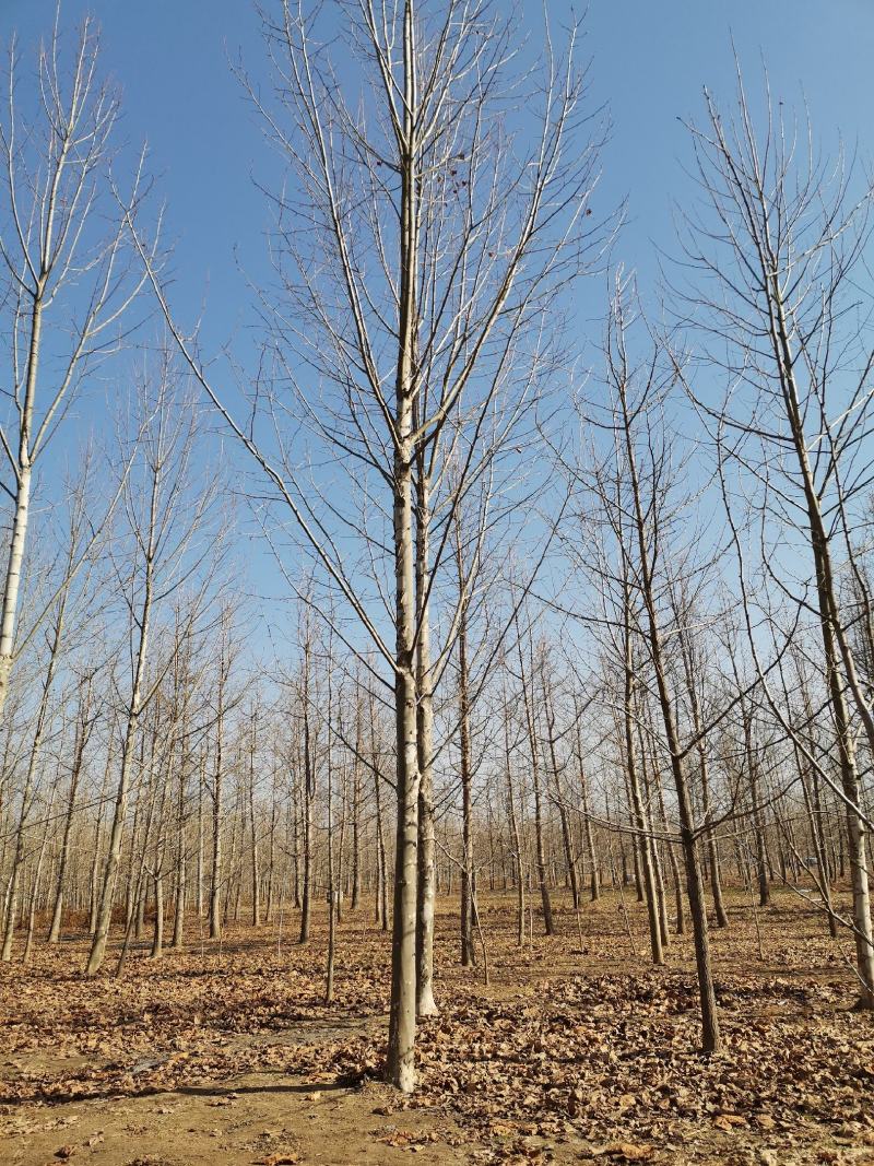 法桐精品法桐原生冠法桐基地苗圃直销无差价