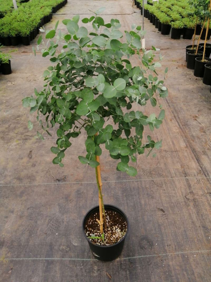 尤加利盆栽绿植室外花园小清晰植物多年生四季常绿植
