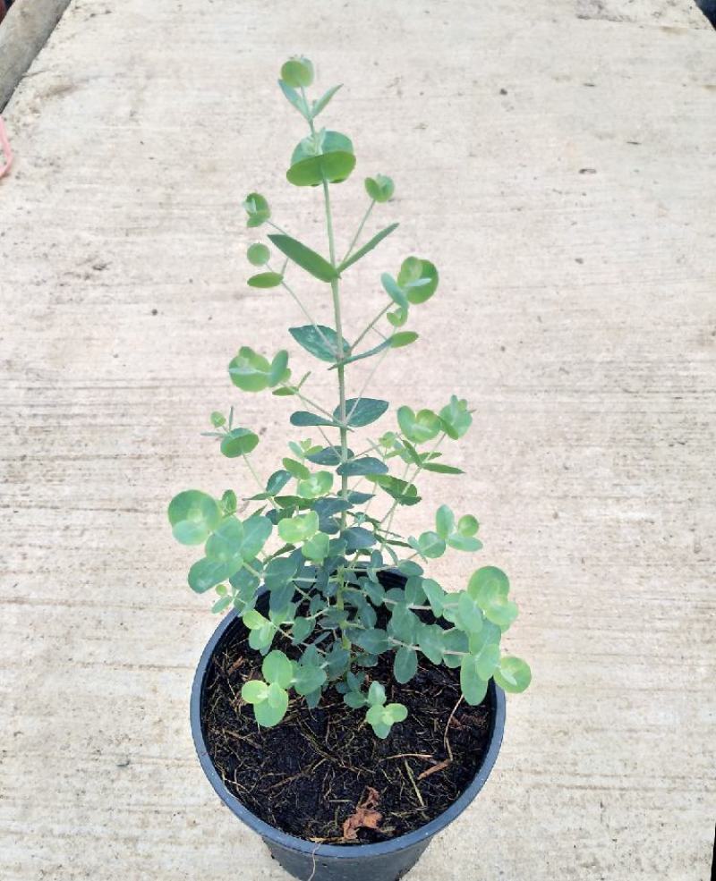 尤加利盆栽绿植室外花园小清晰植物多年生四季常绿植